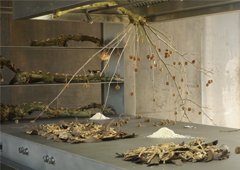 Vernissage - "Platane"